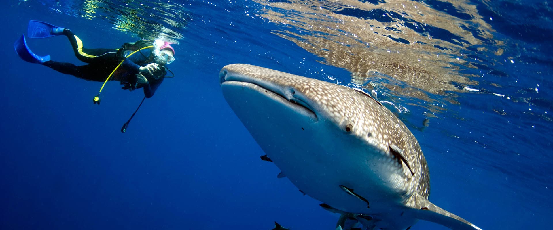 Kuredhdhoo Express dive site image