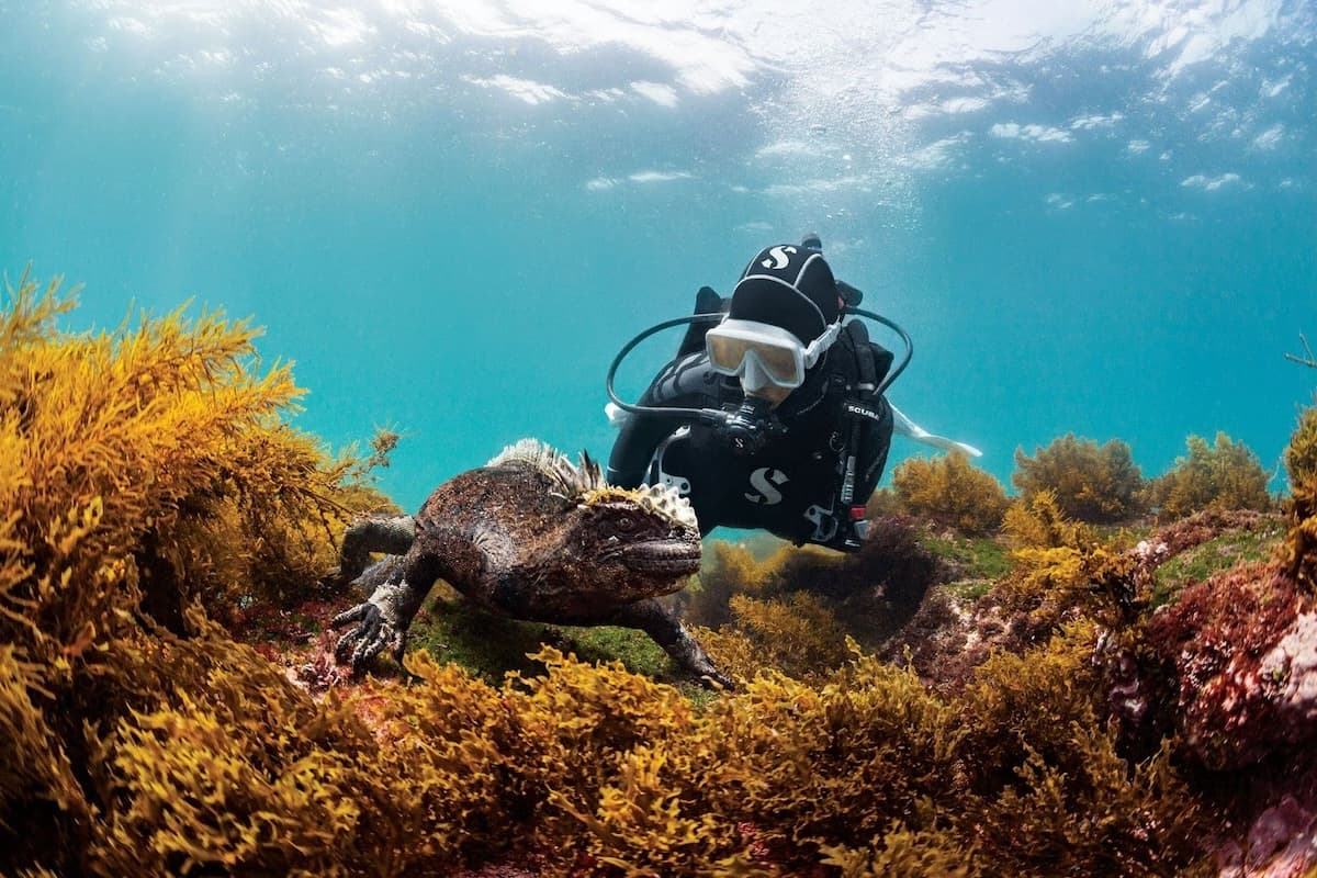Darwin's Arch, the iconic rock formation at Darwin Island in the Galapagos, a world-class hammerhead diving site