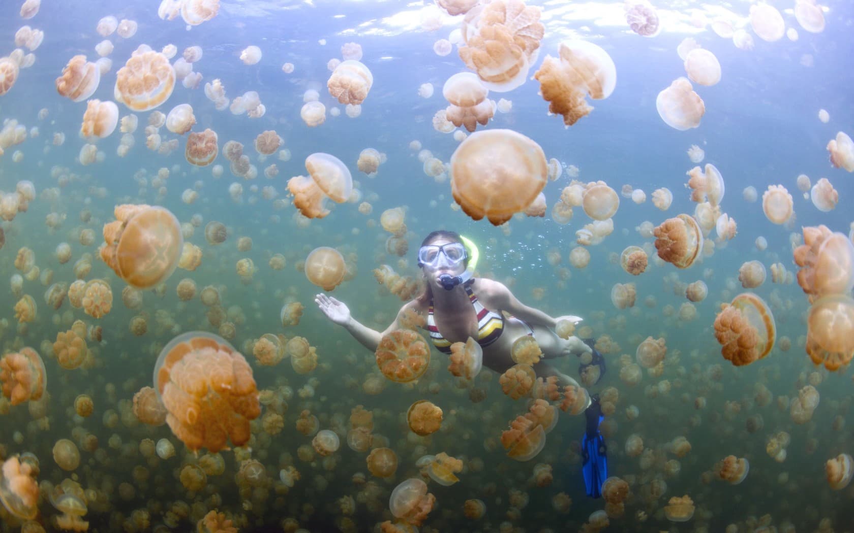 Palau Liveaboard vs Resort: Which Delivers Better Diving in 2026?
