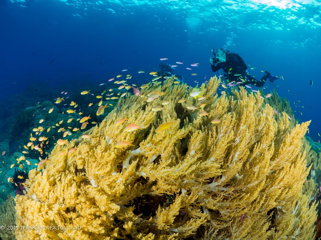 Vibrant coral reef wall in the Coral Sea — sheer drop-offs and pristine hard coral formations typical of outer Great Barrier Reef diving