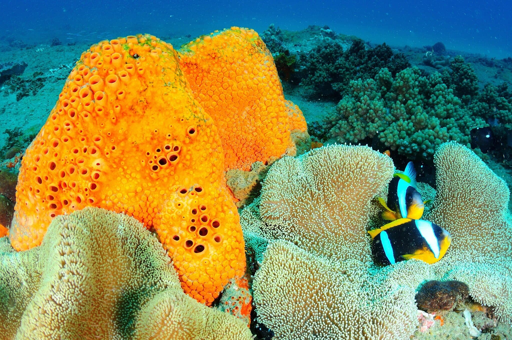 Mozambique Liveaboard vs Resort: Which Delivers Better Diving in 2026?