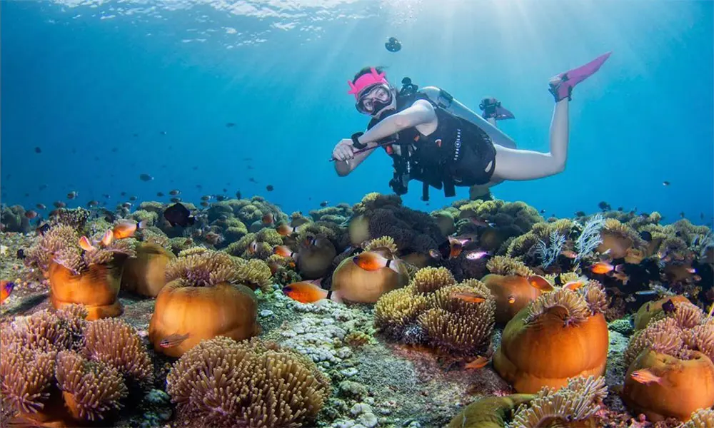 Vibrant coral garden with schooling fish in clear Caribbean water — representative of Bonaire's pristine reef system and shore diving conditions